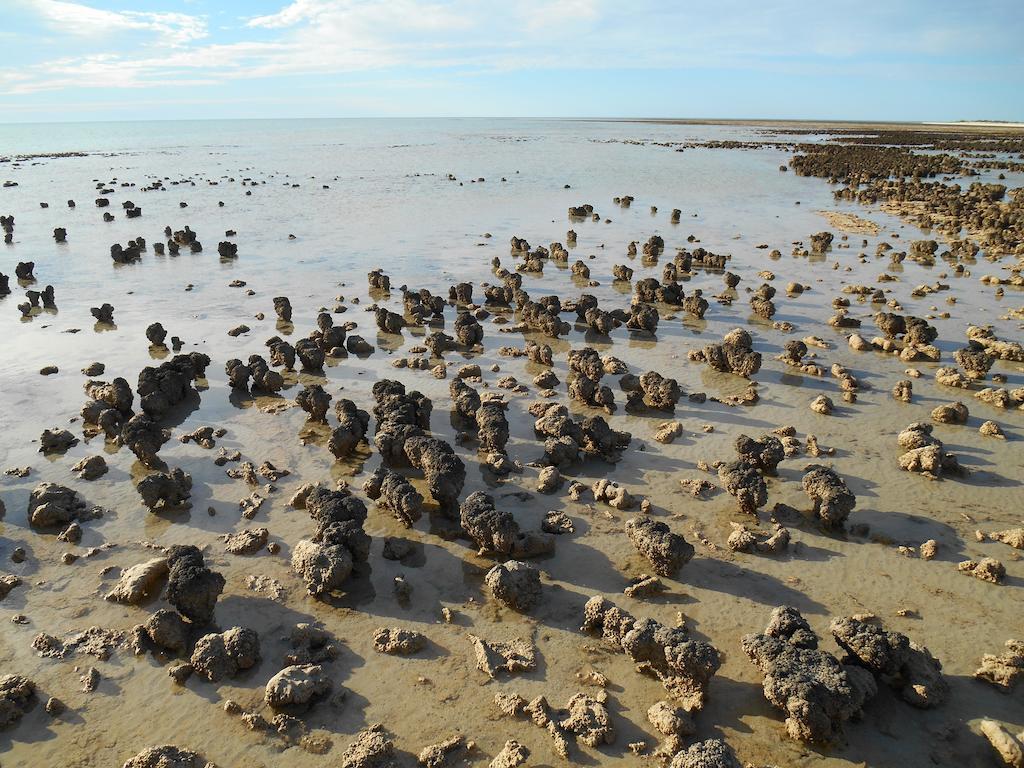 Hamelin Pool Caravan Park 외부 사진