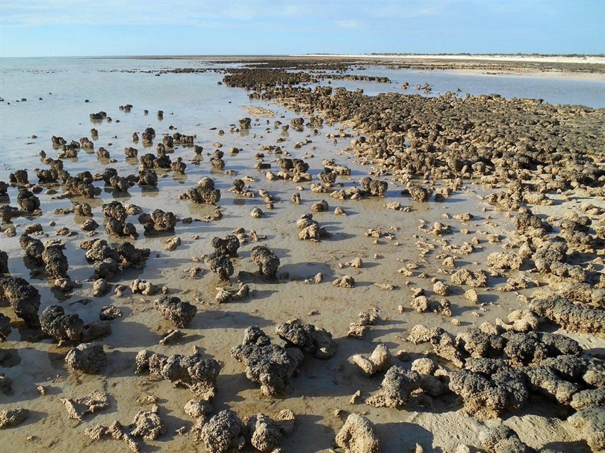 Hamelin Pool Caravan Park 외부 사진